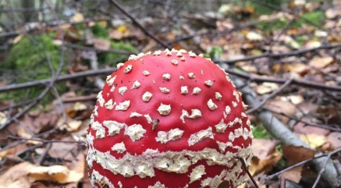 Pilz im Wald